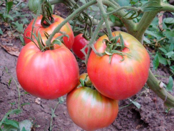 Полное описание и характеристики сорта томата воловье сердце - фото