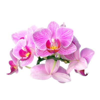 Орхидеи: как ухаживать, пересадка, размножение, подкормки с фото