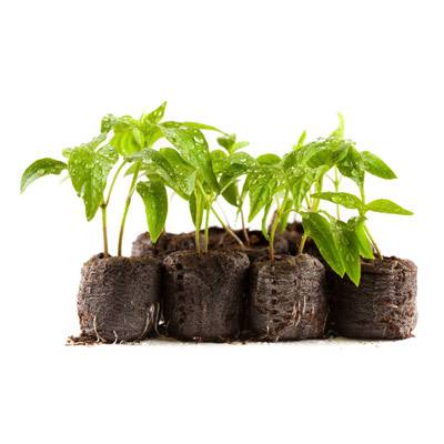 Выращивание рассады: почва, семена, подкормка, посадка - правила по растениям с фото