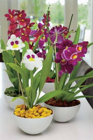Орхидея мильтония - секреты выращивания южноамериканского цветка - фото