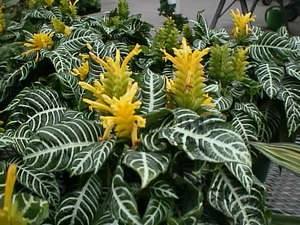 Афеландра  роскошное экзотическое растение для дома (фото и видео материал) с фото