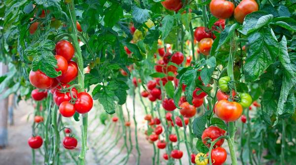 Уход за томатами в августе - фото