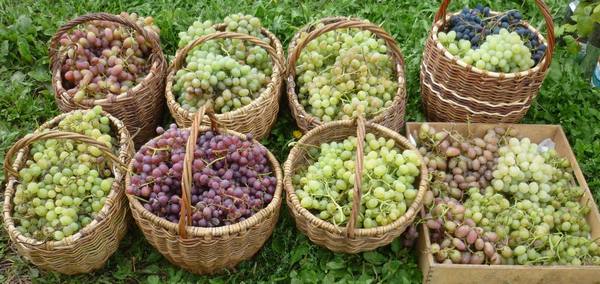 Значение параметра урожайности винограда с куста - фото