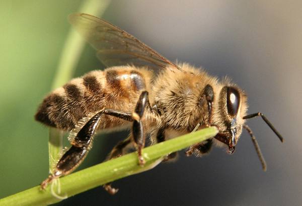 В защиту пчелы-трутня - фото