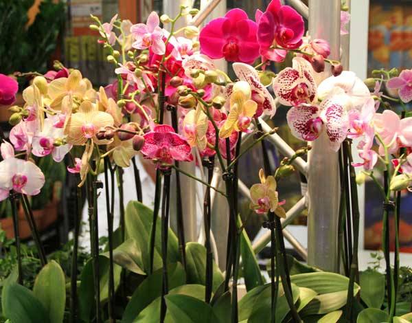 Виды орхидей с фото и названиями экзотических красавиц - фото