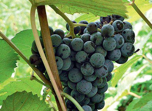 Виноград сорта Адель: описание сорта - фото