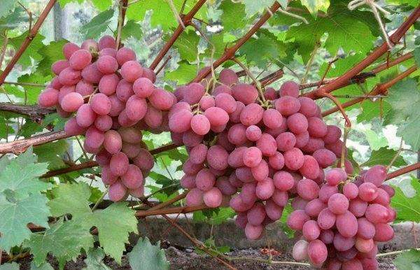 Подробное описание сорта винограда анюта с фото