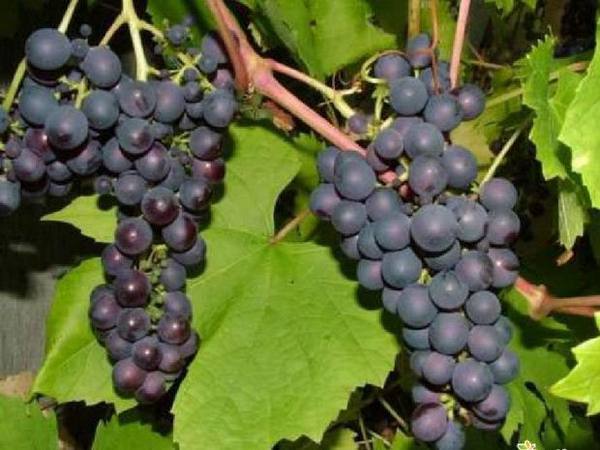 Описание винограда Денисовский с фото