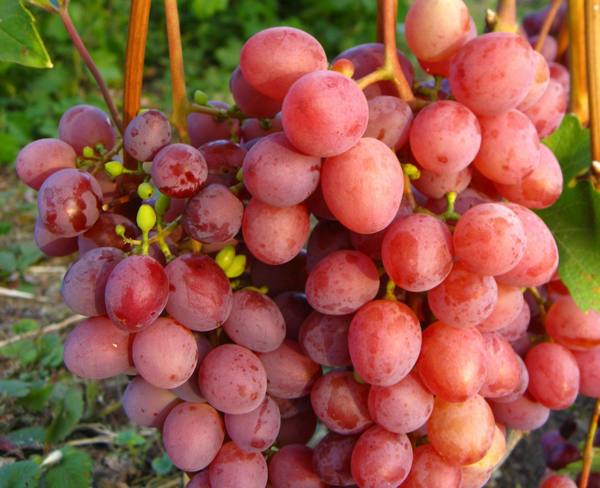 Сортовой виноград под названием Изумление с фото