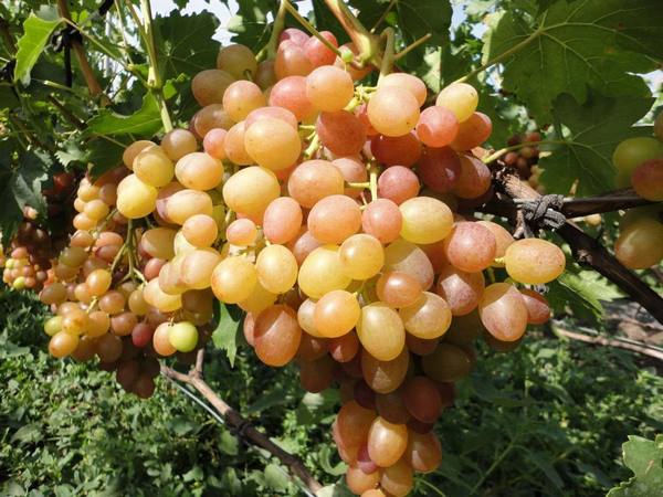 Особенности винограда Хамелеон с фото