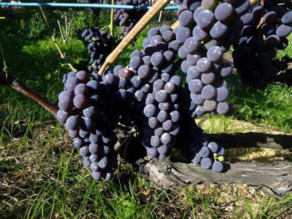 Особенности винограда мукузани: описание сорта - фото