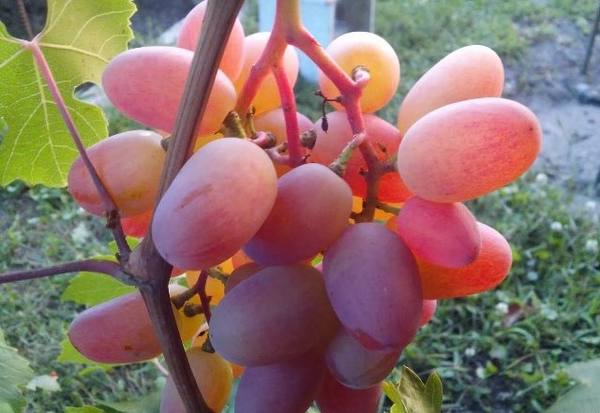 Подробное описание сорта винограда преображение с фото