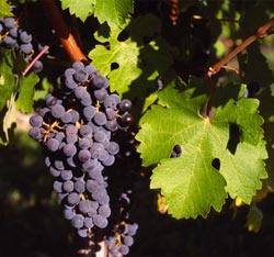 Выращивание винограда в Ленинградской и Московской областях: посадка, уход, особенности размножения с фото