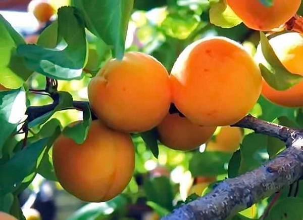 Выращивание абрикоса: от посадки до укрытия на зиму - фото