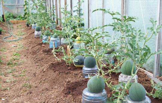 Выращивание арбузов в теплице из поликарбоната - все секреты - фото