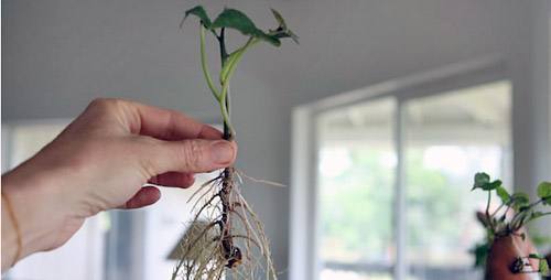Выращивание батата в средней полосе: проращивание клубней с фото