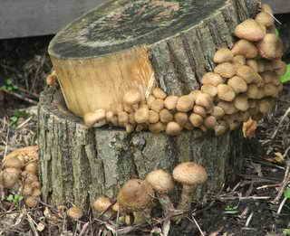 Выращивание грибов на пнях - фото