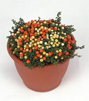 Нертера - нежный цветок, усыпанный бусами с фото