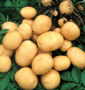 Голландская технология выращивания картофеля на даче - фото