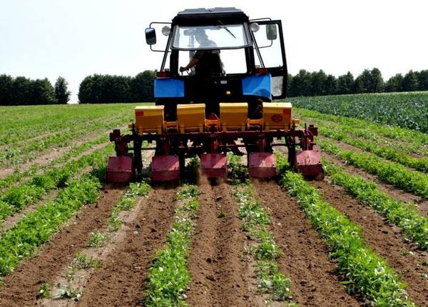 Как выращивать картофель по голландской технологии? с фото