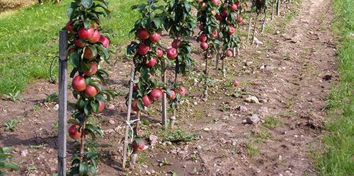Выращивание колоновидной яблони: секреты урожая с фото