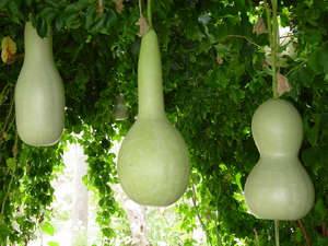 Бутылочная лагенария - как правильно выращивать чудо-овощ с фото