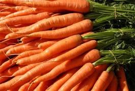 Выращивание моркови и уход за ней, посадка в открытый грунт - фото