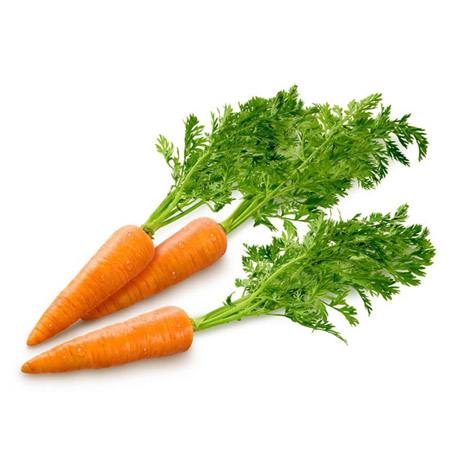 Выращивание моркови: выбор сорта и места посадки, организация грядок, как удобрять с фото