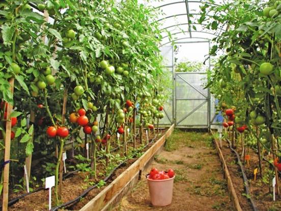 Выращивание помидор в теплице из поликарбоната - фото