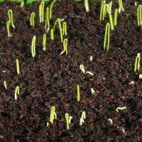 Выращивание репчатого лука из семян и рассадой - фото