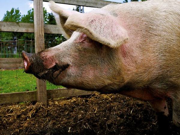 Прибыльный бизнес в домашних условиях  выращивание свиней с фото