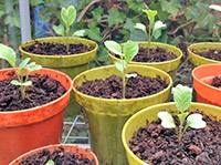 Выращивание цветной капусты: основная агротехника - фото