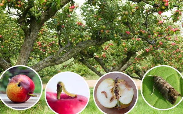 Яблонная плодожорка: как защитить сад от опасного вредителя? с фото
