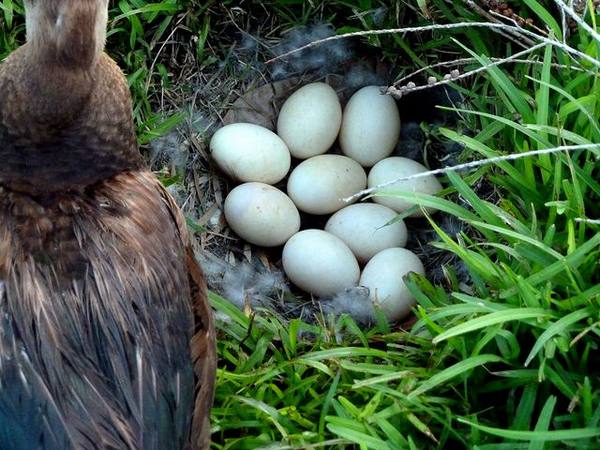 Что необходимо знать о яйцах индоуток с фото