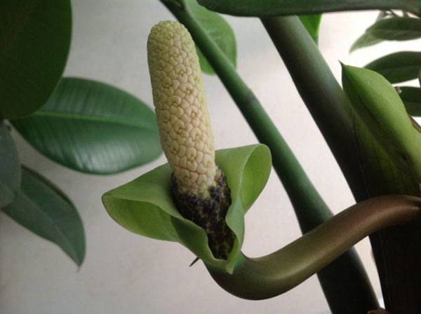 Замиокулькас: уход в домашних условиях за неприхотливым цветком - фото