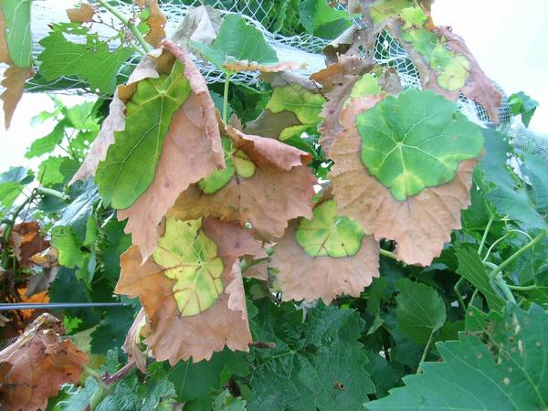 Листья винограда засыхают Что делать? - фото