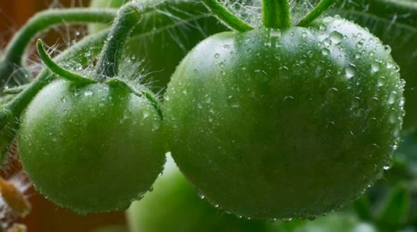 Зеленые томаты против аллергии - фото