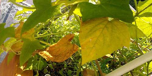 Желтеют листья огурцов: что делать - фото